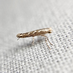 Epicephala trigonophora