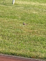 Streptopelia tranquebarica