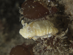 Goniobranchus epicurius