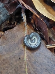 Tachypodoiulus niger