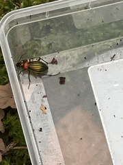 Carabus auronitens