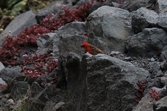 Foudia madagascariensis