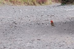 Foudia madagascariensis