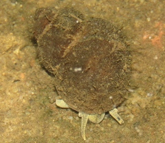 Viviparus viviparus
