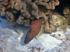 Gymnothorax flavimarginatus