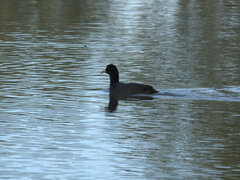 Fulica atra australis