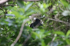 Hemiphaga novaeseelandiae novaeseelandiae