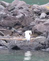 Phalacrocorax varius varius