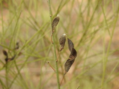 Cytisus grandiflorus