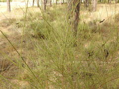 Cytisus grandiflorus