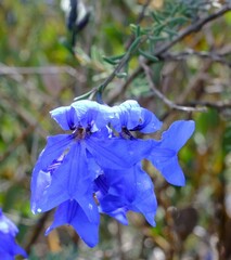 Lechenaultia biloba
