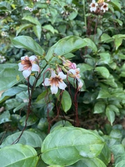 Strophanthus preussii