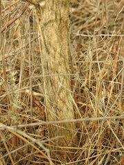 Cytisus grandiflorus