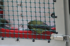 Anthornis melanura melanura