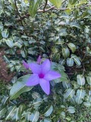 Cryptostegia