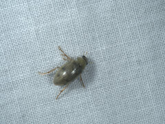 Berosus