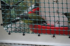 Anthornis melanura melanura