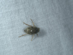 Berosus