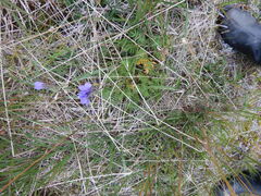 Polemonium acutiflorum