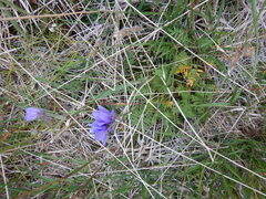 Polemonium acutiflorum