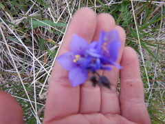 Polemonium acutiflorum