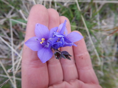 Polemonium acutiflorum