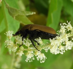 Hologymnetis cinerea