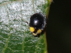 Apolinus lividigaster