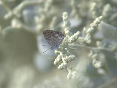 Theclinesthes serpentata