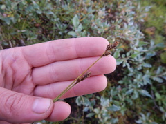 Carex brunnescens