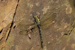 Eusynthemis aurolineata