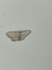 Idaea minuscularia