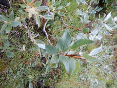Salix lanata
