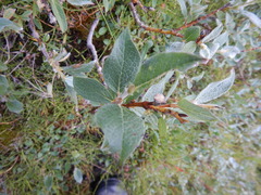 Salix lanata