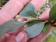 Salix lanata