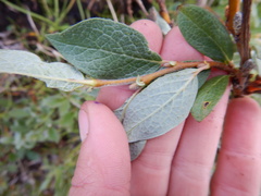 Salix lanata