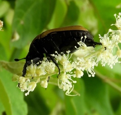 Hologymnetis cinerea