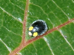 Apolinus lividigaster