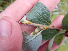 Salix lanata