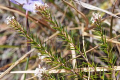 Acrothamnus melaleucoides