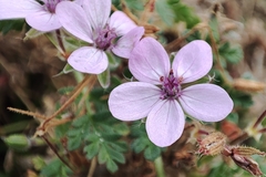 Erodium cicutarium