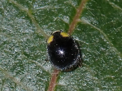 Apolinus lividigaster