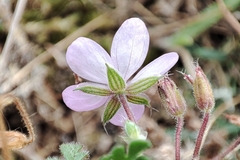 Erodium cicutarium