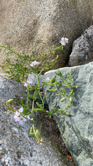Cakile maritima