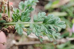 Erodium cicutarium