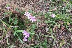 Erodium cicutarium