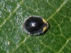 Apolinus lividigaster