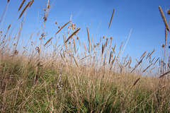 Phleum phleoides