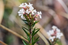 Acrothamnus melaleucoides