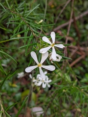Ricinocarpos pinifolius